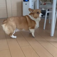 後ずさりする犬1
