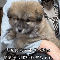 保護した頃のむぎちゃん