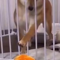 ロックくん＆ボブくんのハプニング⑩