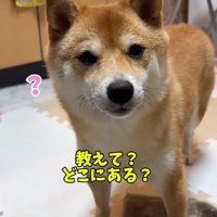 首をかしげるはなちゃん