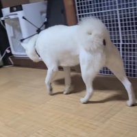 畳の上を静かに歩く犬