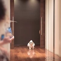 リングドッグに挑戦するつぶちゃん