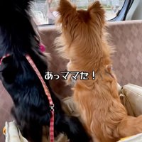 ママに気付いた2匹