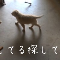 探し始めるメイちゃん