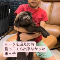 子どもが子犬を抱っこしようとしている姿