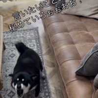 勢いよく前に出る犬
