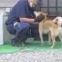 しゃがんだ配達員に撫でられる犬