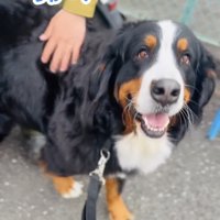 笑顔で見つめる犬