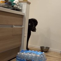 顔をそらす犬