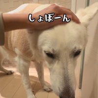 れお君の表情の変化4