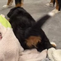 もなかちゃんはしっぽをフリフリ♪