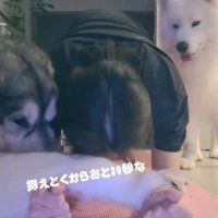 スパルタのぽてまる君