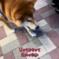 おもちゃを買ってほしいどんちゃん⑩