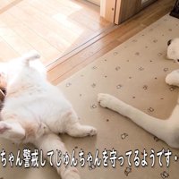 警戒しながら見守り