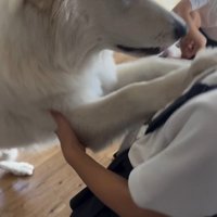 帰宅後のお子さんたちとまる君3