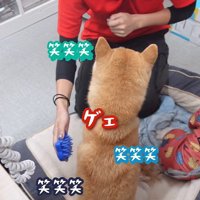 ブラッシング中のフクちゃん3