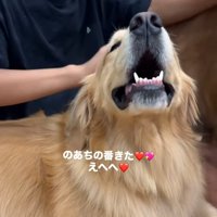 撫でてもらう大型犬