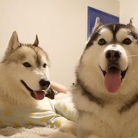 ベッドの上に座るシルバーのハスキー犬と黒いハスキー犬