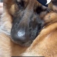眠る犬1