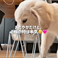 ご飯を食べる子犬