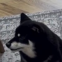 横を向いて耳を澄ます犬