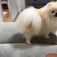 「オナラなんてしてないもん！」