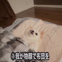 布団で横になる犬