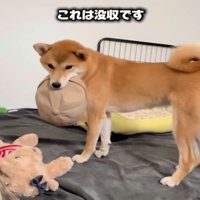 帽子をくわえる犬2