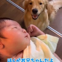 抱っこされている赤ちゃんを見上げる犬