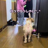 玄関を出ようとする家族を見つめる犬