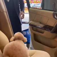 姿勢を低くしておしりを振る犬