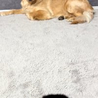 ゴールデンさんと子犬の頭