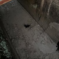 溝に落ちていた赤ちゃん猫