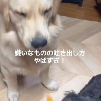 Ｑ太くんにみかんを投げたら7