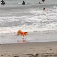海辺を走る柴犬