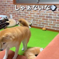 飼い主の方へ近づいてくる犬