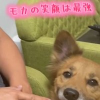 笑顔の犬3