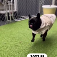 走るあずきちゃん