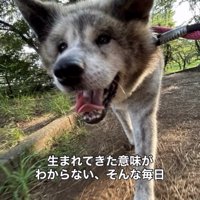 木漏れ日の中を歩く犬