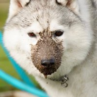 泥んこ