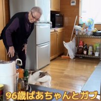 おばあちゃんの足元で尻尾を振る犬