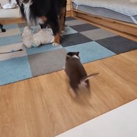 2匹とも楽しそう♪