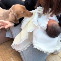 赤ちゃんとワンコ2匹の初対面3