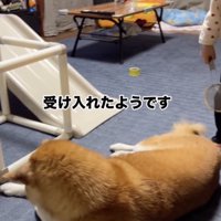 懐の深いごまちゃん