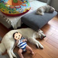 犬を枕にする赤ちゃん