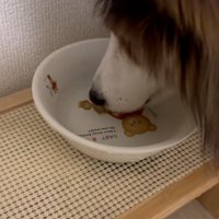 シェルティのさつまくん