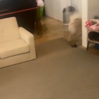 奥の部屋に消えていく犬