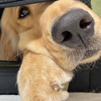 カートの中の大型犬