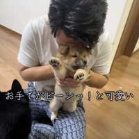 前足が伸びる子犬