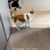 猫さんに着いて回るくろごまちゃん